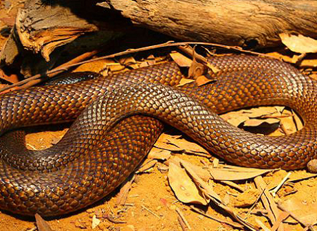 כמעט וגרם לביטול המשחק (ערוץ הספורט)