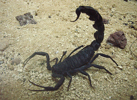 לא נעים (ויקיפדיה)