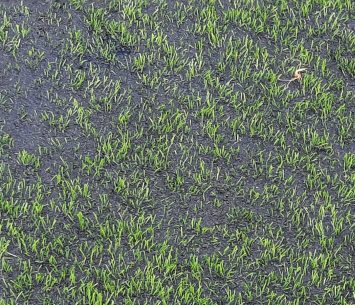 תנאי המגרש (דאפר מחאמיד)