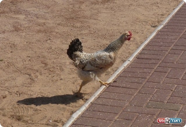 הקמע שלא עזר. התרנגול של חולון (אלי שמואלי)